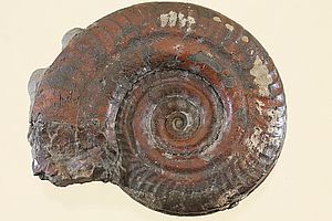 Ammoniten 3492